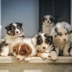 puppies